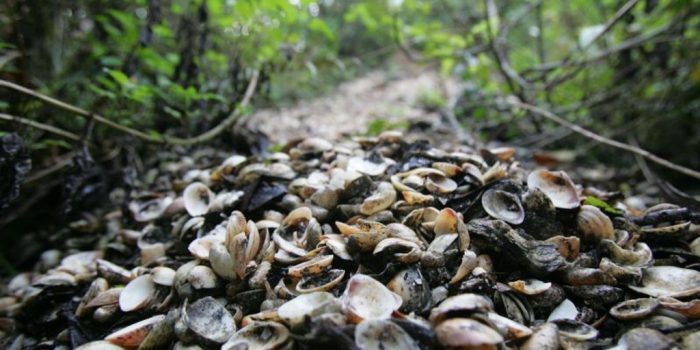 sambaqui, ou amontoado de conchas em meio a uma floresta