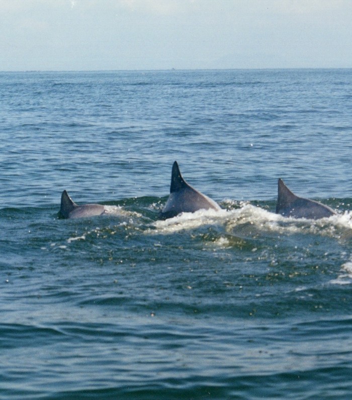 Golfinhos/Botos Cinza nadando nas redondezas da Ilha do Mel